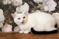 Эззи Вах - Кошка, белая