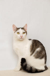 Малышка Вах - кошка