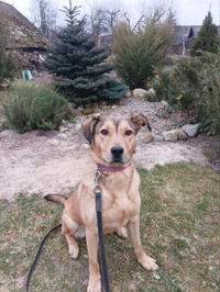 Веста Дружная