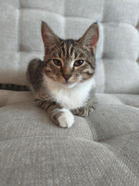 Нежный Феликс - нежное ласковое дитя