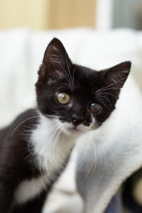 Барби Шугаевская