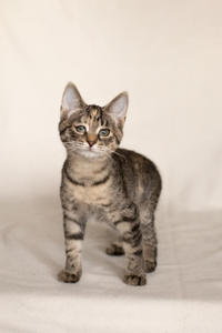 Клеопатра Вах - милая малышка с грустинкой