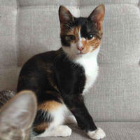 Сладкая Ириска