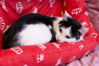 Капитоша Мельникайте