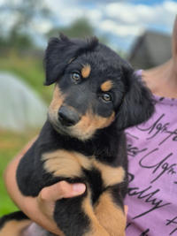 Берта Малышка