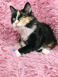 Мусся - кошка для человека