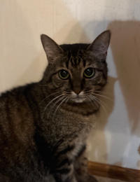 Маша Одоевская