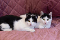 Капитоша Мельникайте