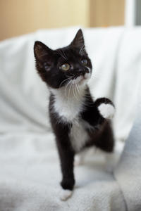 Барби Шугаевская