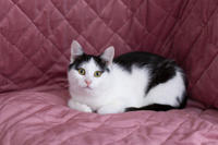 Капитоша Мельникайте