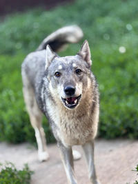 Эмма Дружная - ещё одна ненужная собака