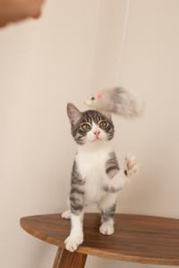 Белочка Веро - Красота! Характер! Личность!