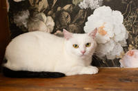 Эззи Вах - Кошка, белая