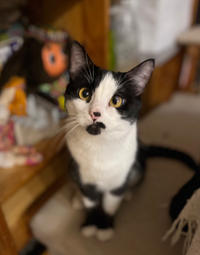 Вениамин Одоевский