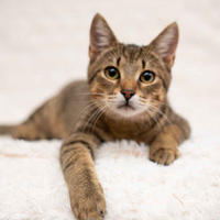     Томми Якубова [iva040584 - решение правления от 21 03 2024] - Славный пупс