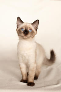 Кирио - Милая сиамочка