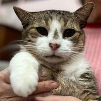 Темка Минчаков