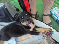 Бруно Малыш