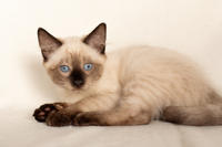 Кирио - Милая сиамочка