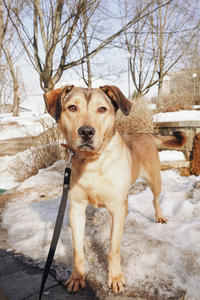 Веста Дружная