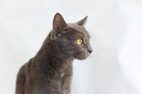 Катрин Притыцкая