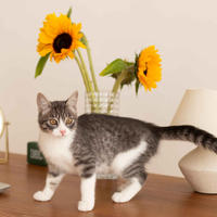 Белочка Веро