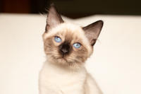Кирио - Милая сиамочка