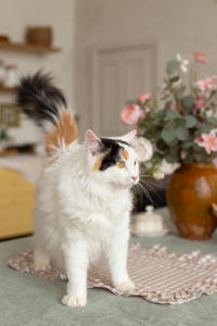 Чара Вах - Кошка, белая