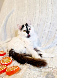 Джастин Дачный