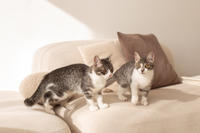 Булочка Веро - ласковая малышка