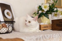 Эззи Вах - Кошка, белая