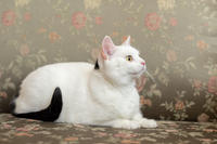 Эззи Вах - Кошка, белая