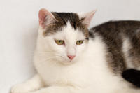 Малышка Вах - кошка