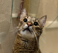 Самир Одоевский