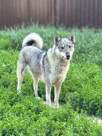 Эмма Дружная - ещё одна ненужная собака