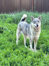 Эмма Дружная - ещё одна ненужная собака