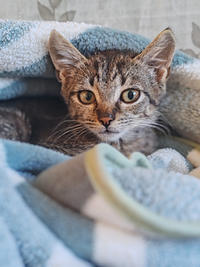 Брюс Дружный