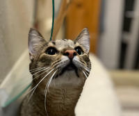 Самир Одоевский