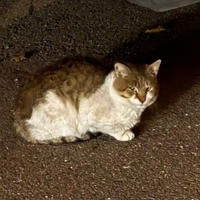 Котя Вах - Очень нежный и напуганный котик