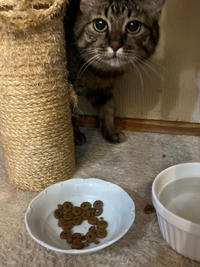 Маша Одоевская