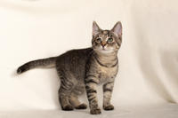 Клеопатра Вах - милая малышка с грустинкой