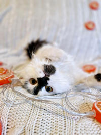 Джастин Дачный