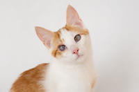 Генри Форд - ласковый целовательный котенок