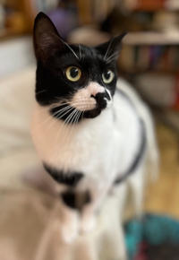 Бэтман Тимошенко