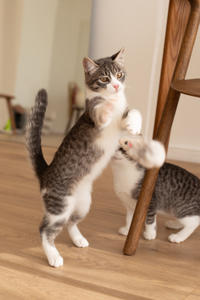 Белочка Веро - Красота! Характер! Личность!