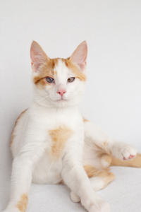 Генри Форд - ласковый целовательный котенок