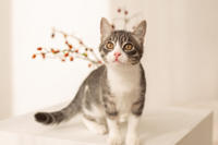 Белочка Веро - Красота! Характер! Личность!