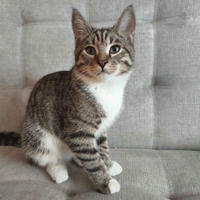 Нежный Феликс