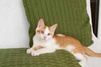 Генри Форд - ласковый целовательный котенок