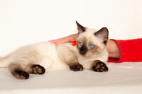 Кирио - Милая сиамочка